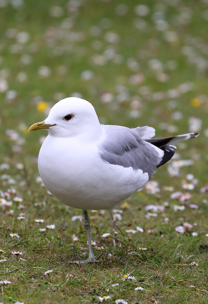 common gull